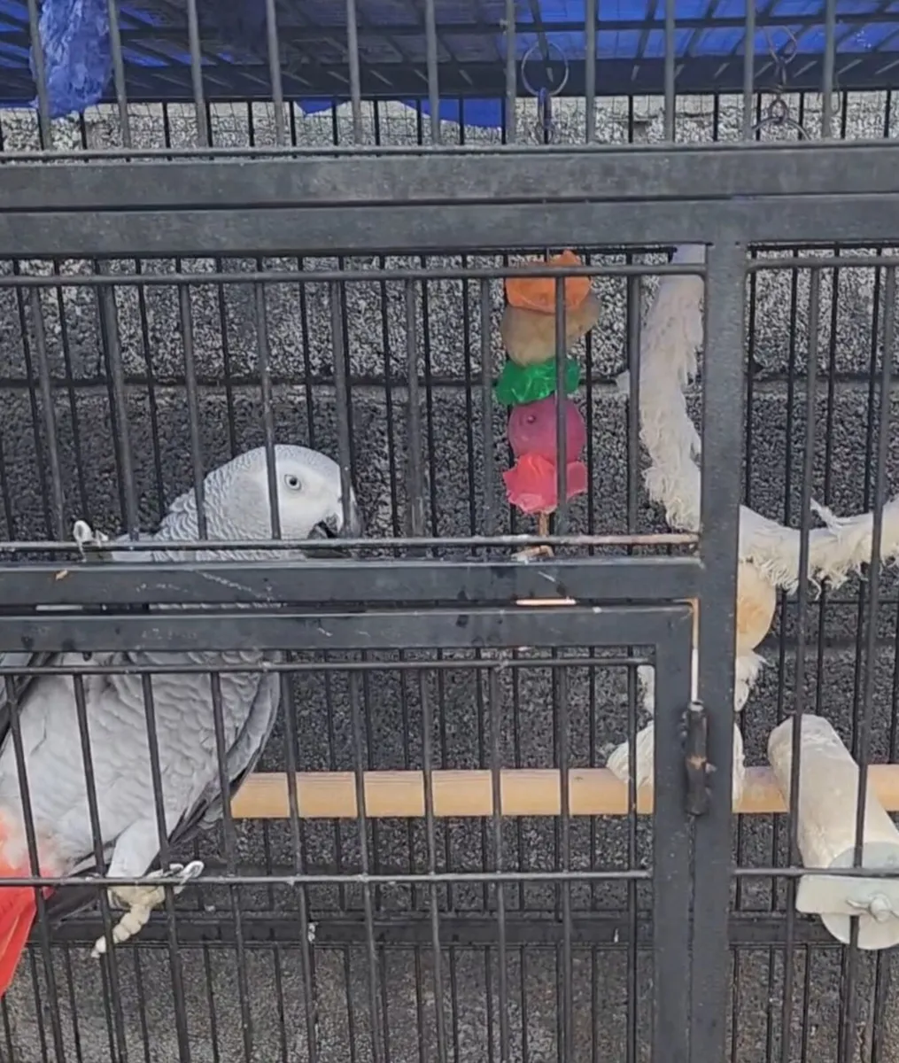 Lost African grey parrot (name naila) in Galway - Image 3