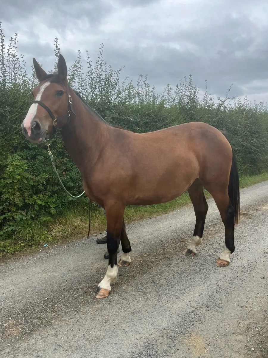 2 year old RID filly - Image 1