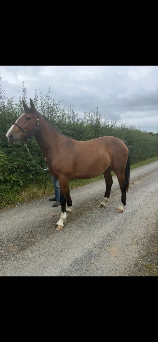 2 year old RID filly - Image 2