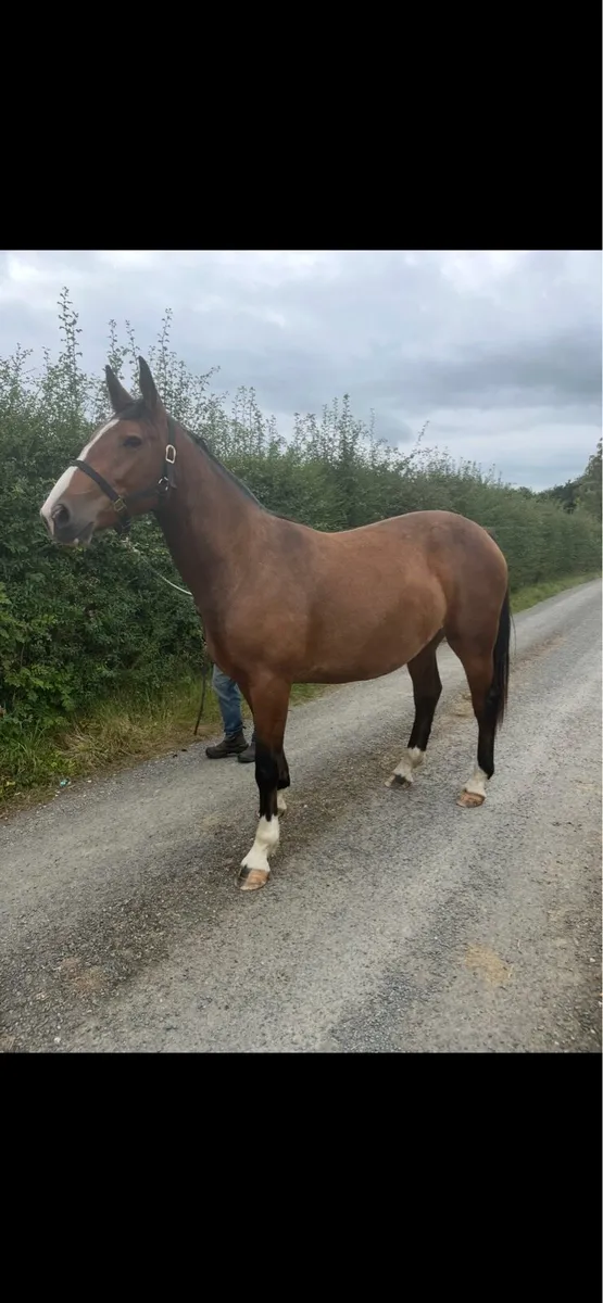 2 year old RID filly - Image 3