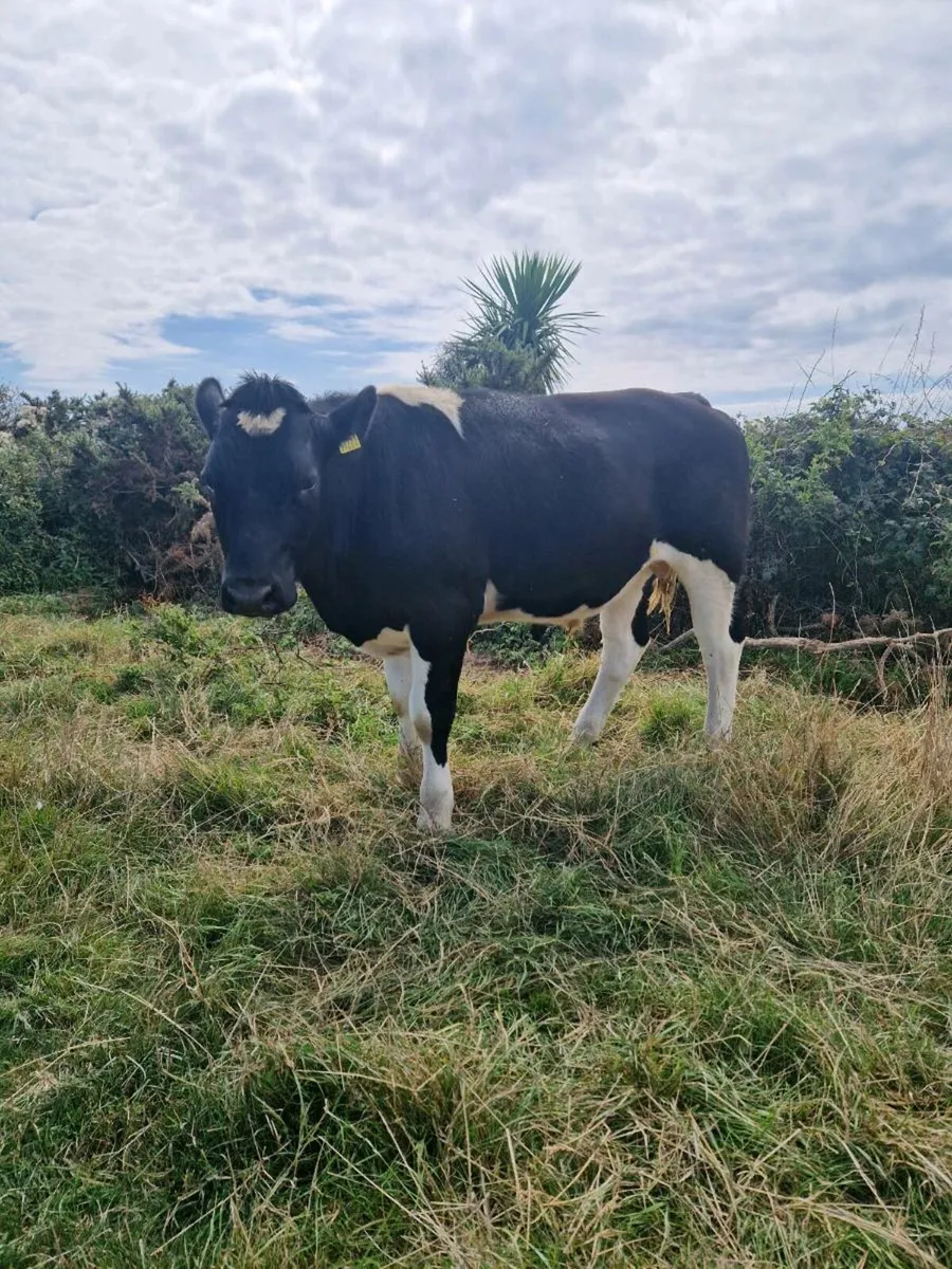 Bullocks - Image 2