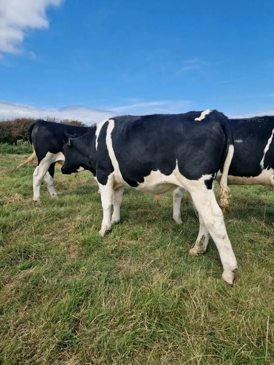 Bullocks - Image 3