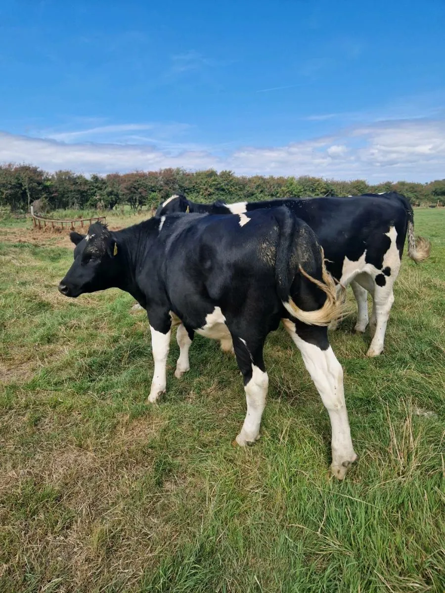 Bullocks - Image 4