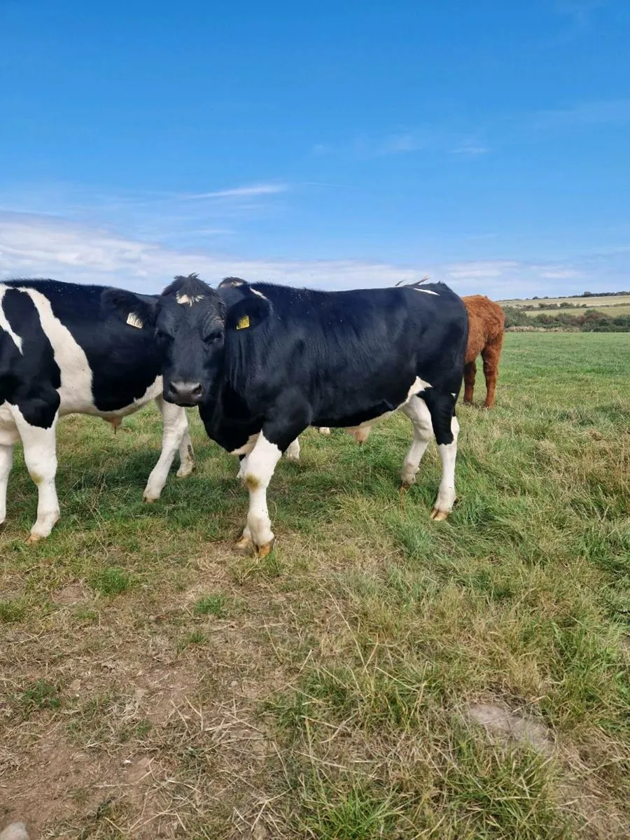 Bullocks - Image 1