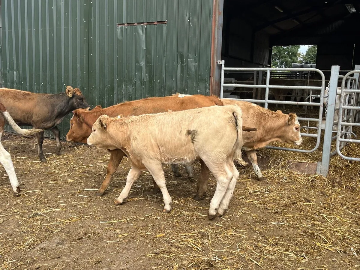 8 suckler bred  continental  heifers - Image 1
