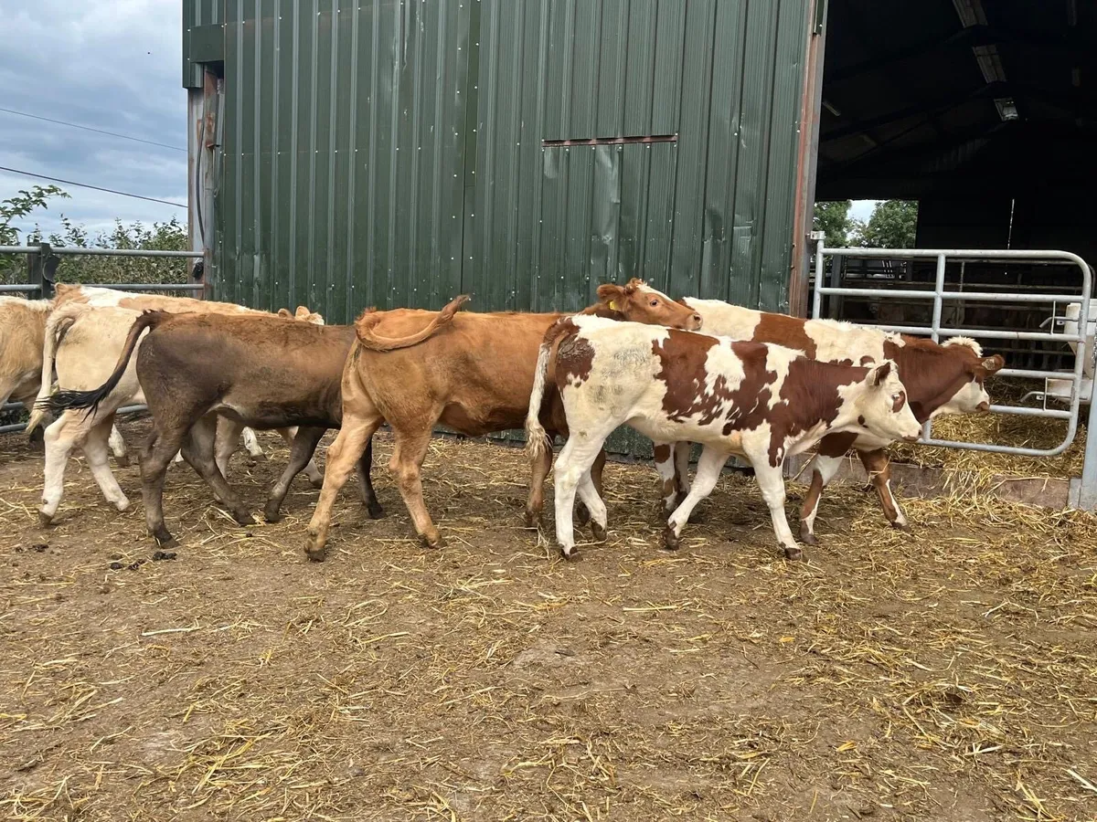 8 suckler bred  continental  heifers - Image 2