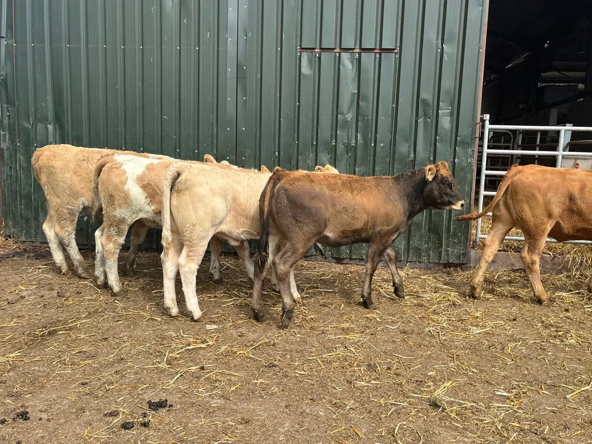 8 suckler bred  continental  heifers - Image 3