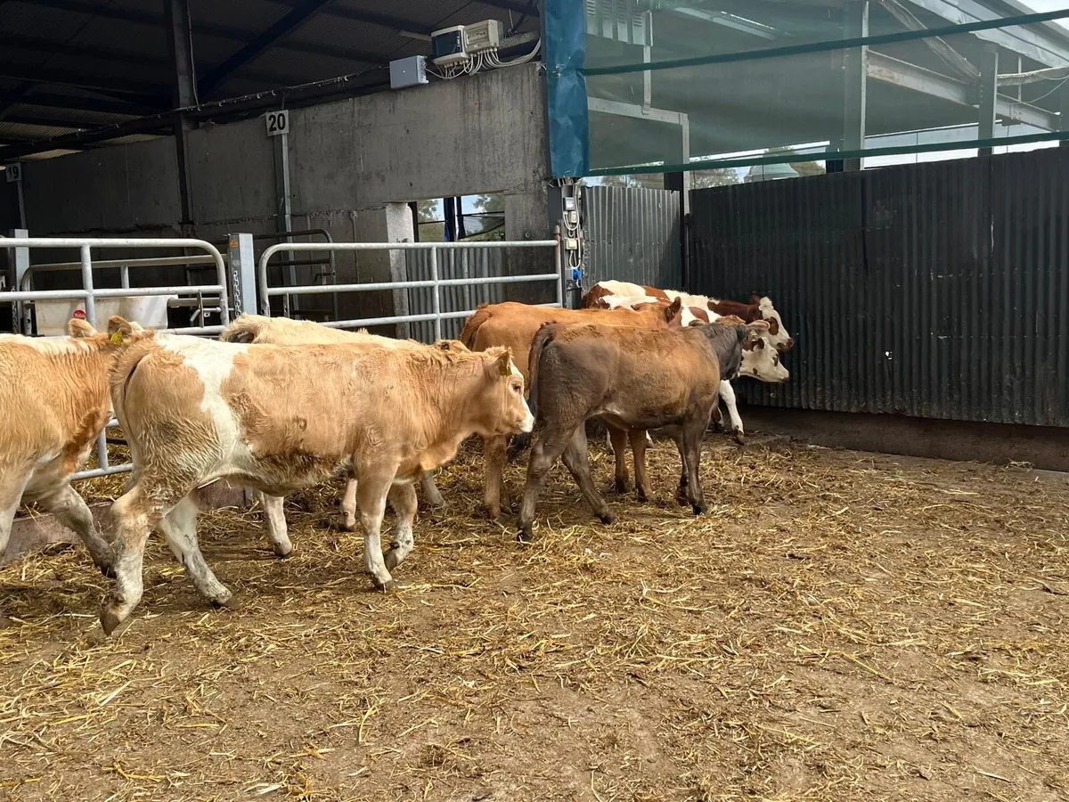 8 suckler bred  continental  heifers - Image 4