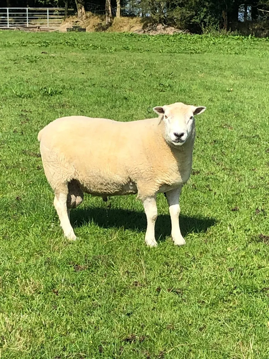 Hylander and Lleyn rams - Image 1