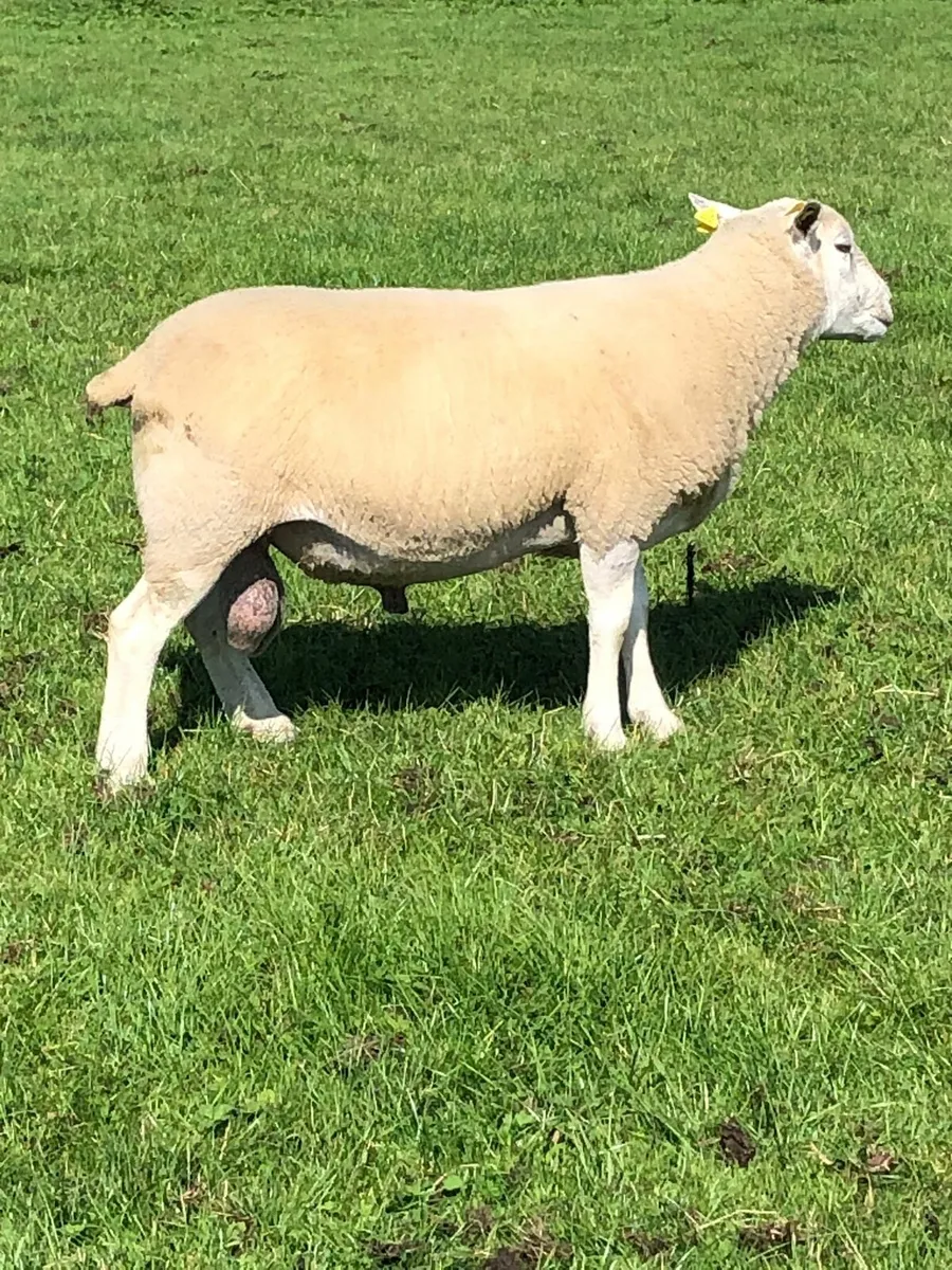 Hylander and Lleyn rams - Image 2