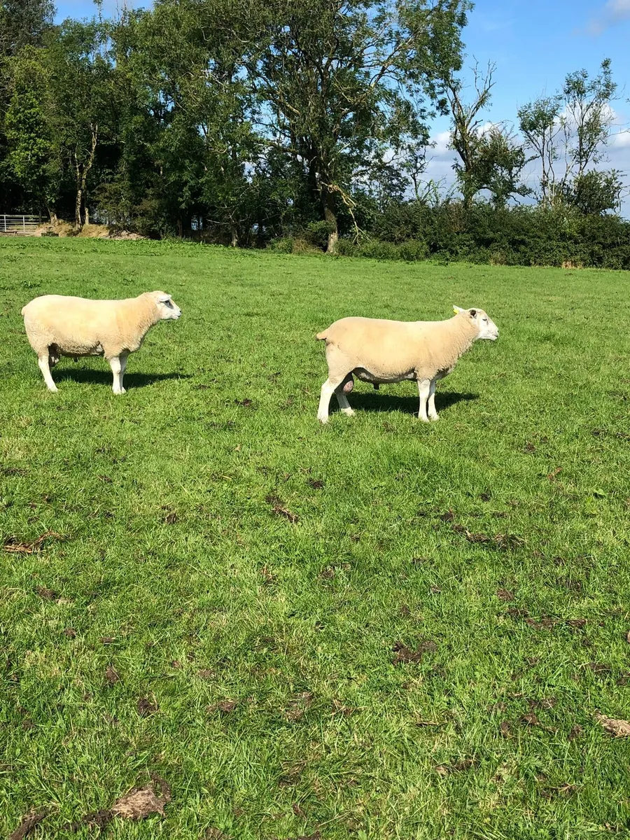 Hylander and Lleyn rams - Image 3