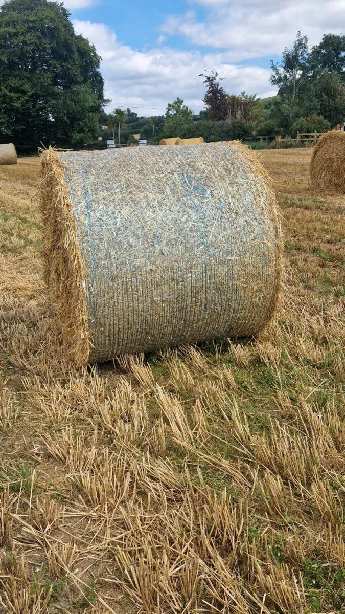 Good Clean Barley Straw
