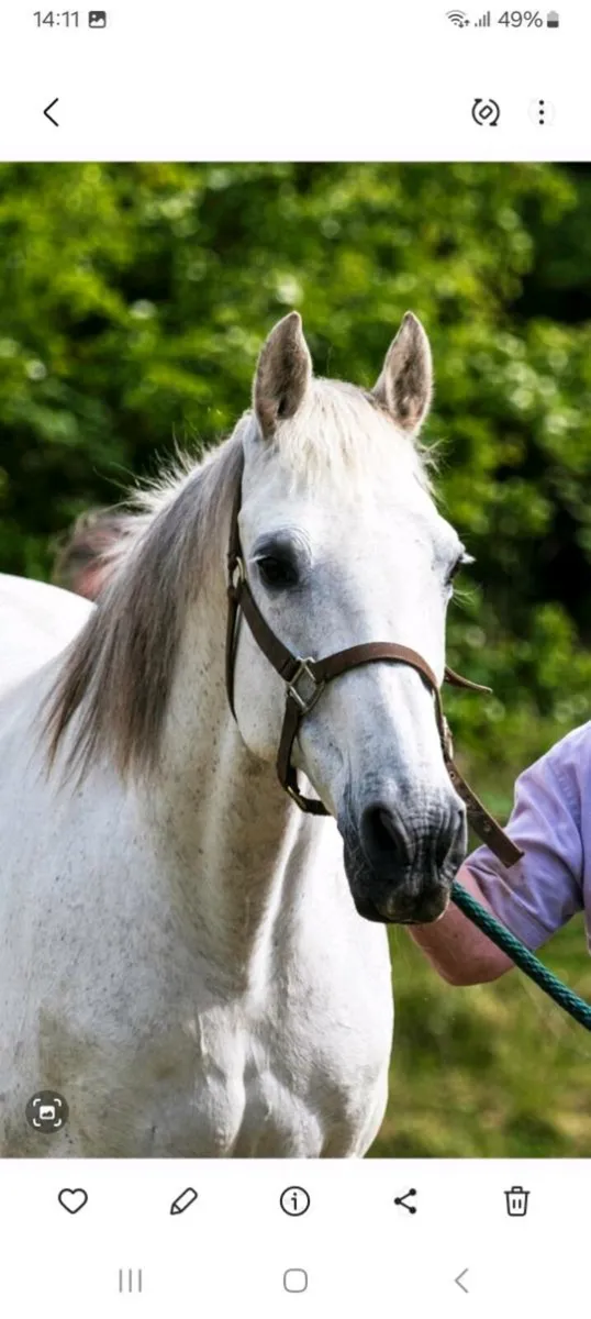 Lord z x diamond Lad mare and foal - Image 1