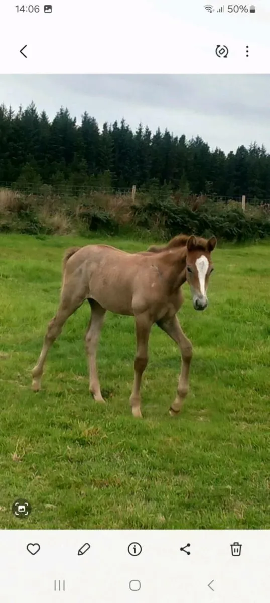 Lord z x diamond Lad mare and foal - Image 2
