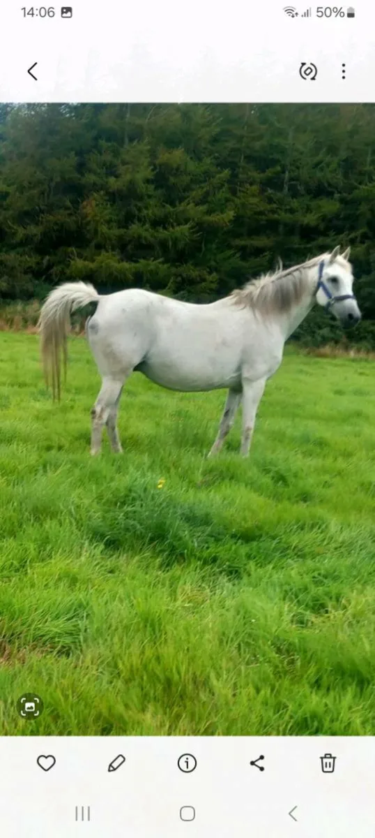 Lord z x diamond Lad mare and foal - Image 3