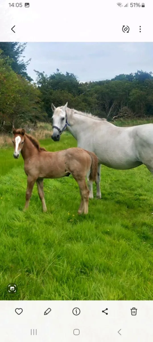 Lord z x diamond Lad mare and foal - Image 4