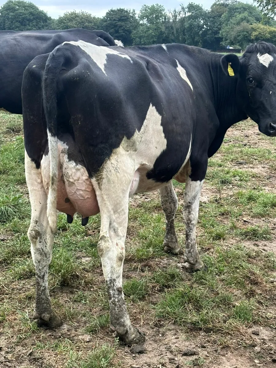 Dairy production sale of 100 freshly calved heifer - Image 3