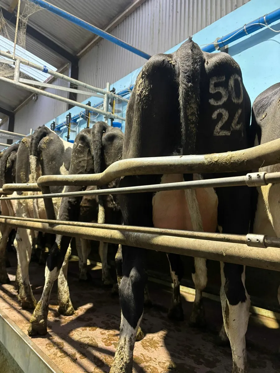 Dairy production sale of 100 freshly calved heifer - Image 4