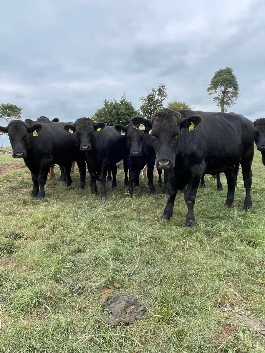 Angus bullocks - Image 1