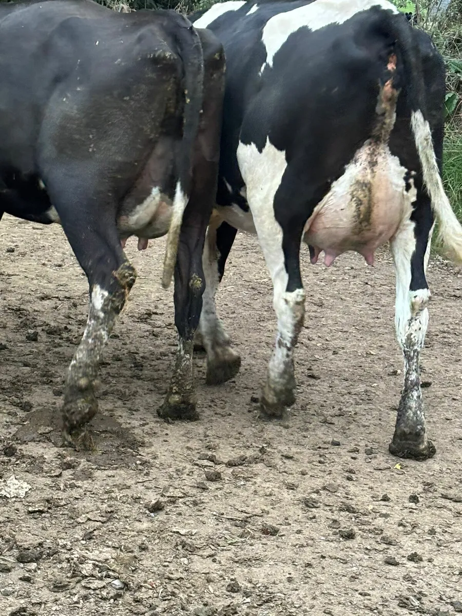 Dairy production sale of 100 freshly calved heifer - Image 1