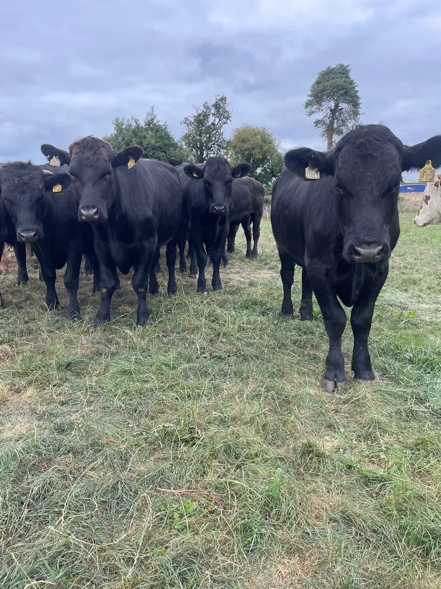 Angus bullocks - Image 2