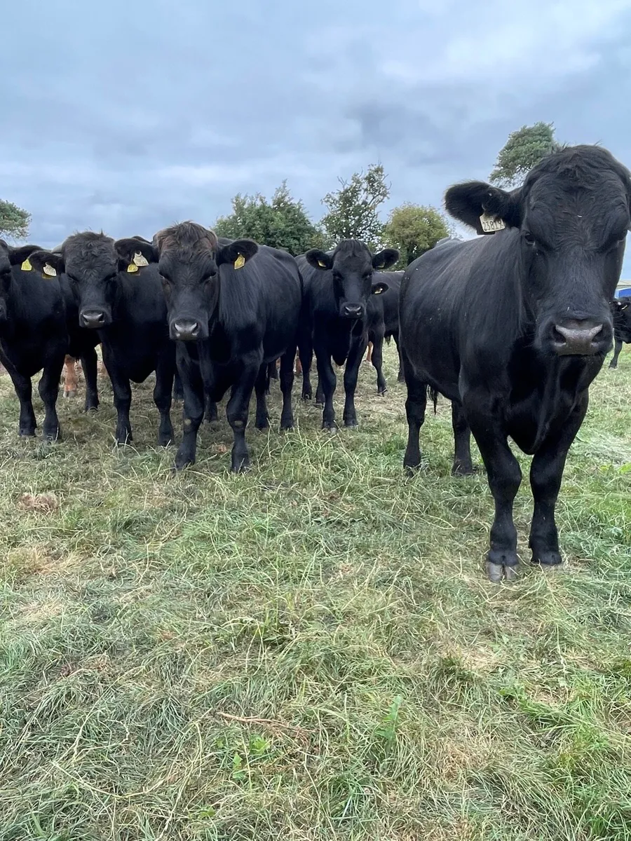 Angus bullocks - Image 3