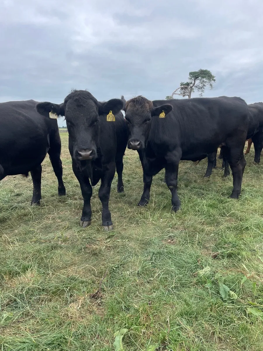 Angus bullocks - Image 4