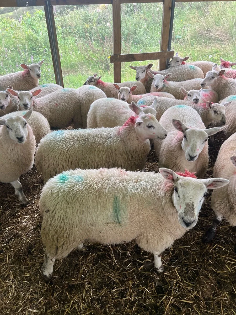 Texel mule X ewe lambs - Image 1