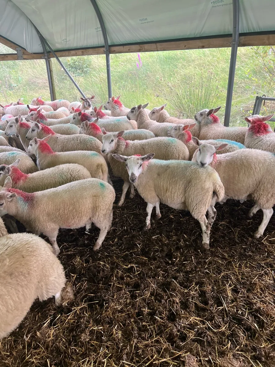 Texel mule X ewe lambs - Image 2