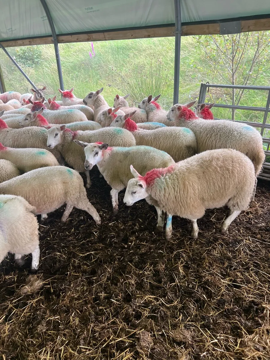 Texel mule X ewe lambs - Image 3