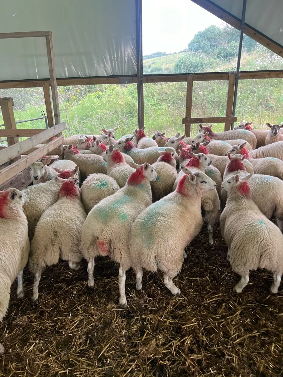 Texel mule X ewe lambs - Image 4