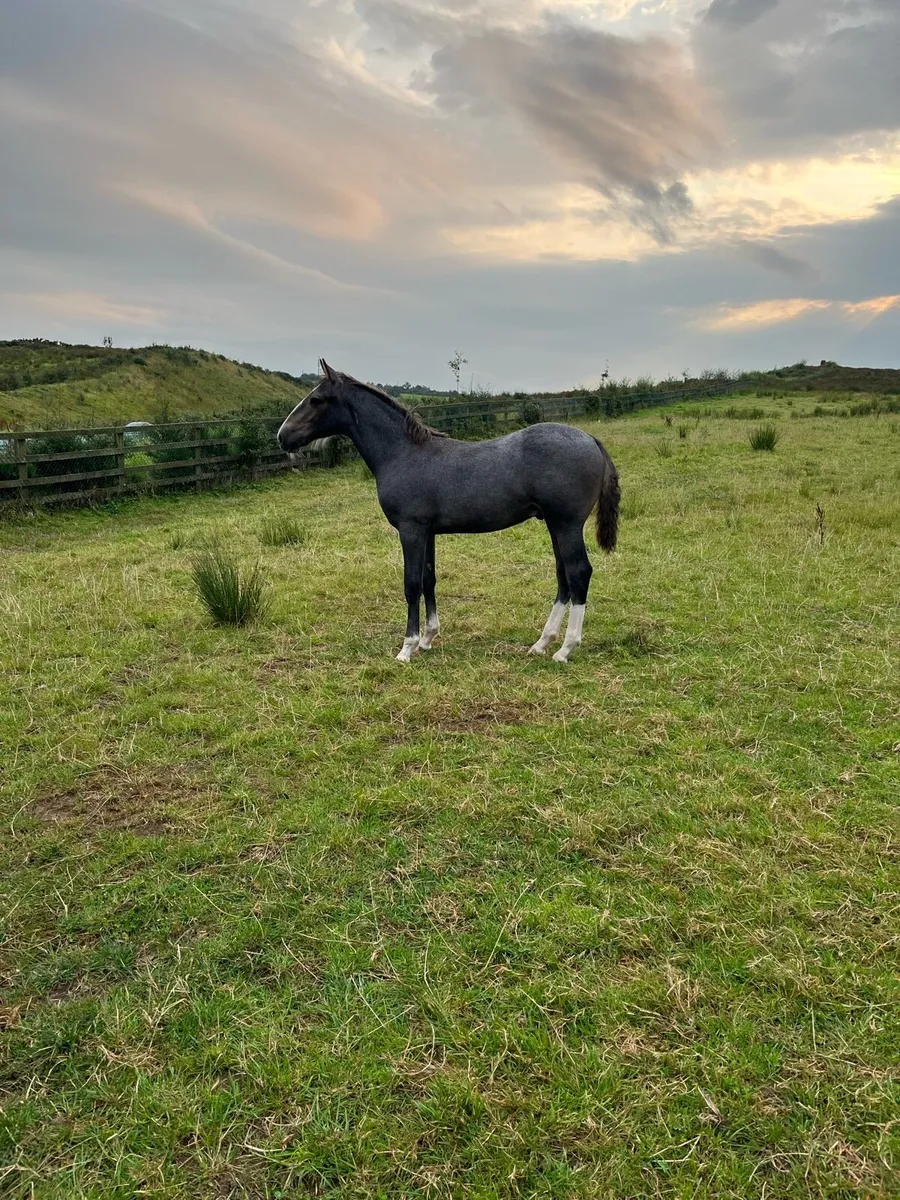Rid colt foal - Image 1