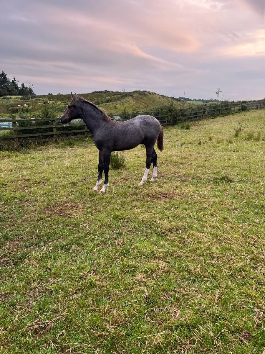 Rid colt foal - Image 3