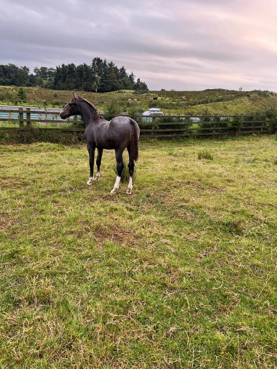 Rid colt foal - Image 4