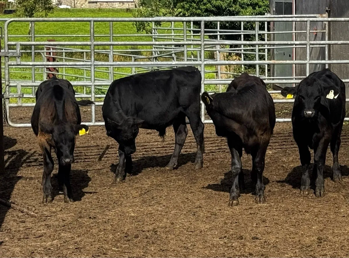 18 Strong Angus & Simmental Calves - Image 1