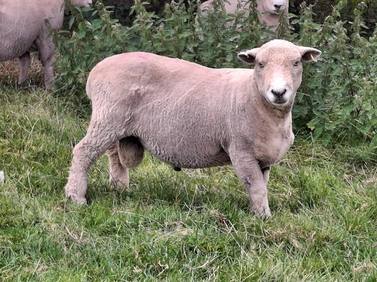 Ryeland ram - Image 1