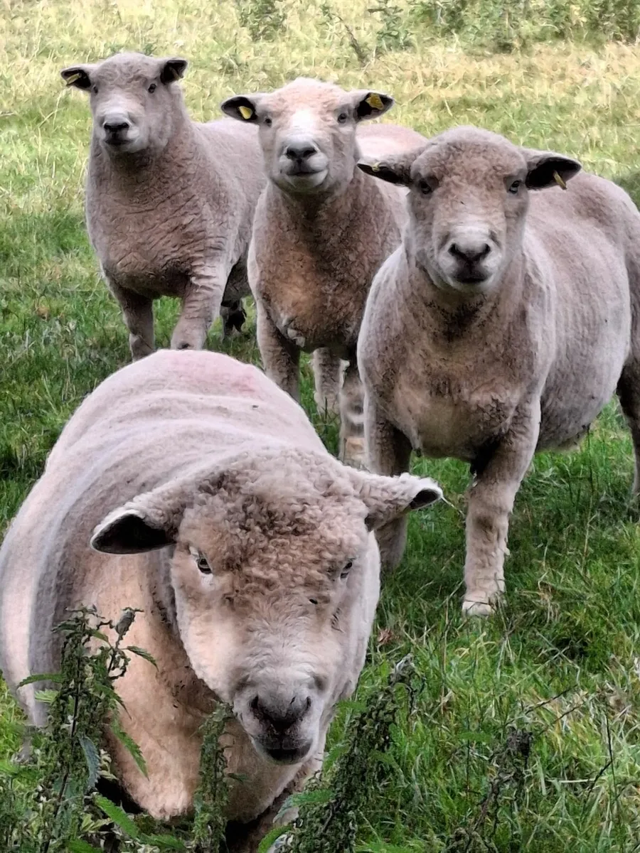 Ryeland ram - Image 2
