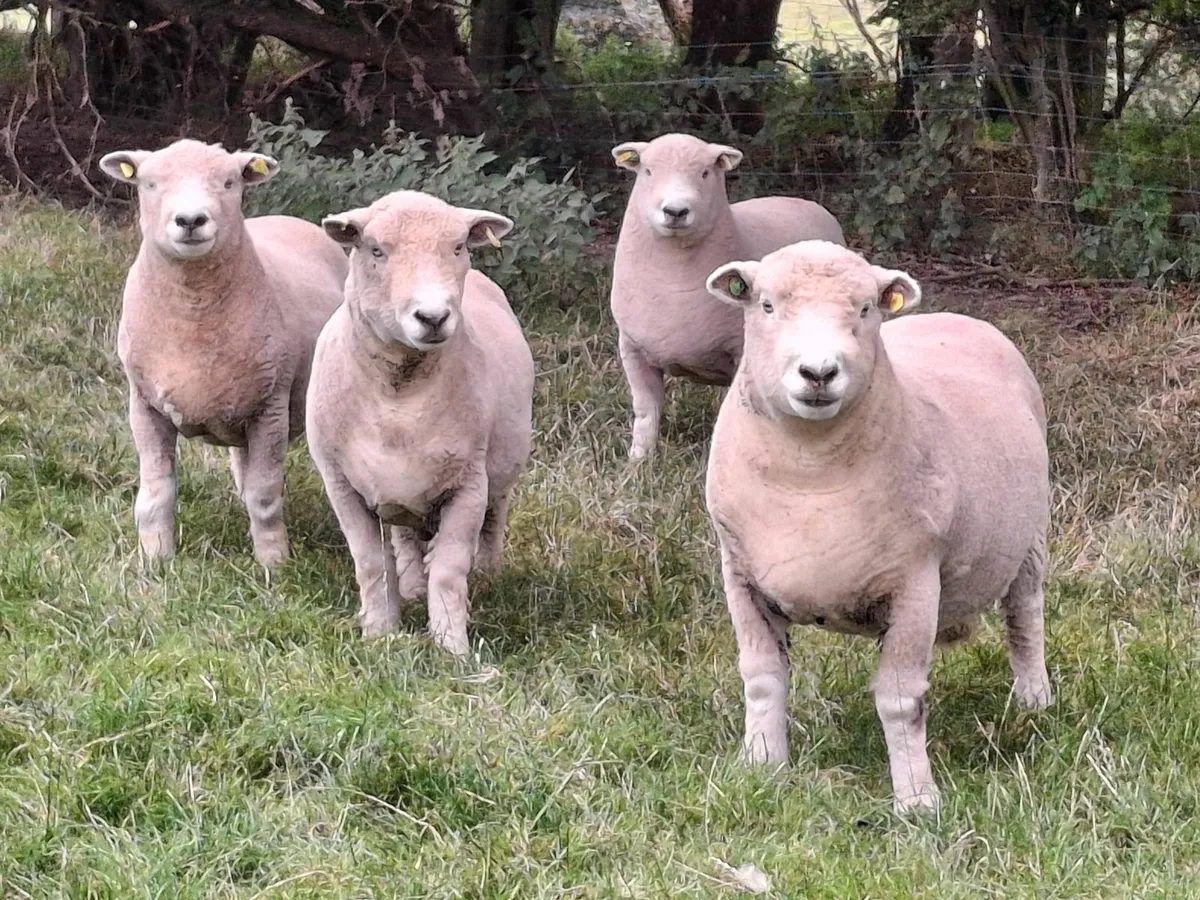 Ryeland ram - Image 3
