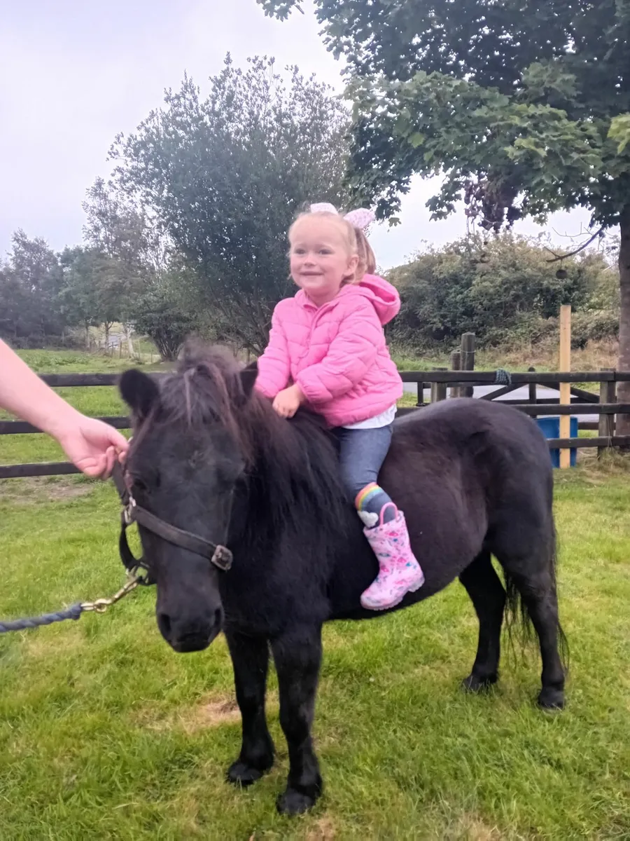 Childs pony mare 7 yr old - Image 1