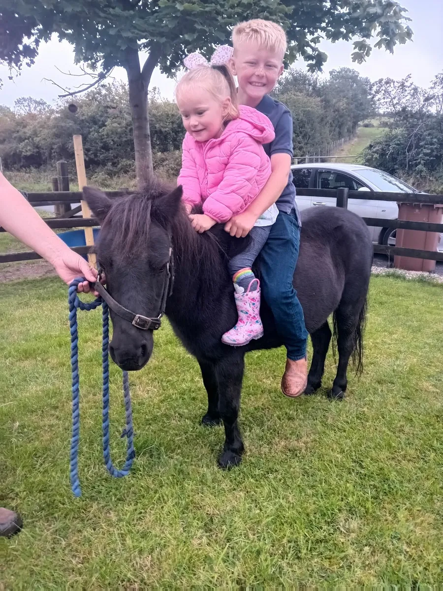 Childs pony mare 7 yr old - Image 2