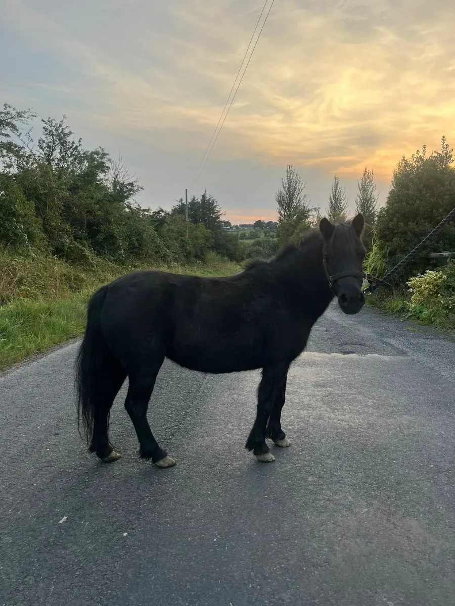 Childs pony mare 7 yr old - Image 3
