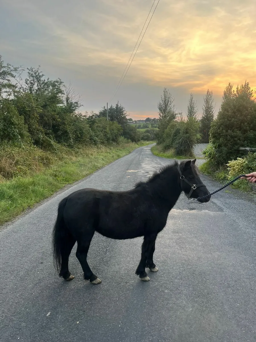 Childs pony mare 7 yr old - Image 4