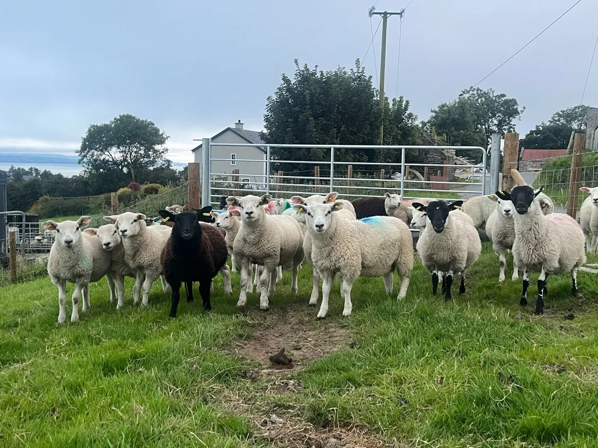 87 store lambs - Image 2