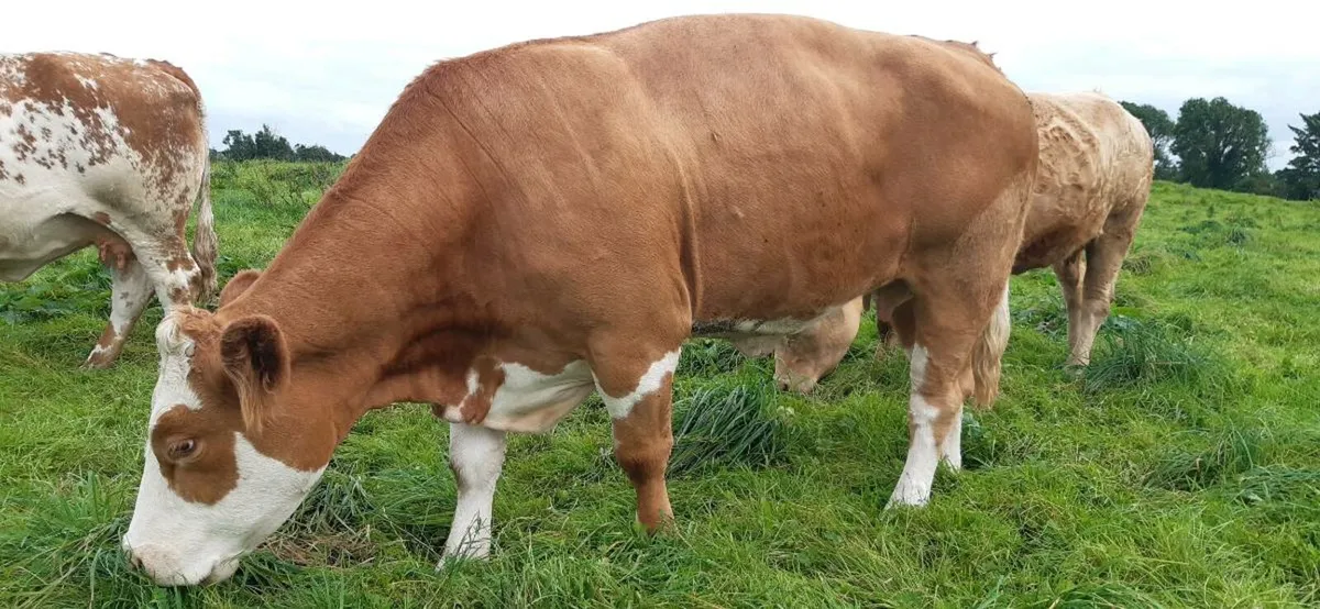 Pbr pedigree simmental cow⭐⭐⭐⭐⭐ - Image 2
