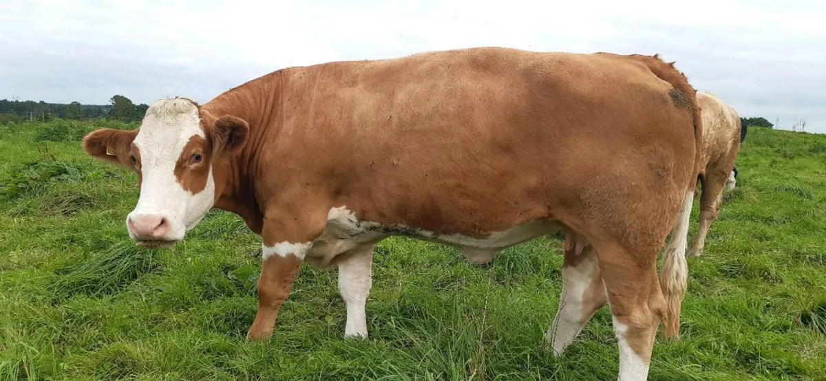 Pbr pedigree simmental cow⭐⭐⭐⭐⭐ - Image 1
