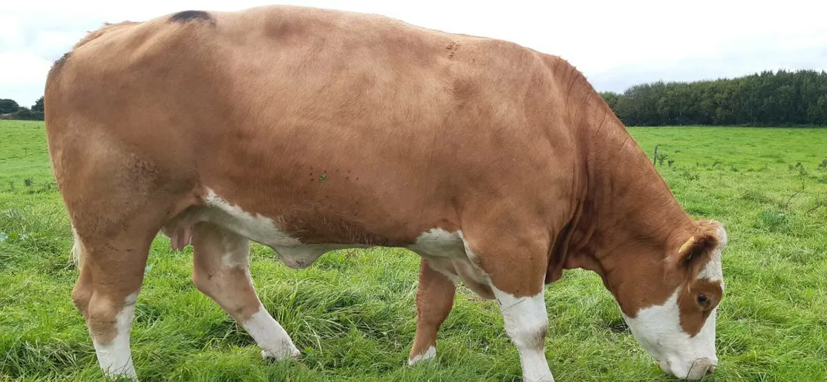 Pbr pedigree simmental cow⭐⭐⭐⭐⭐ - Image 3