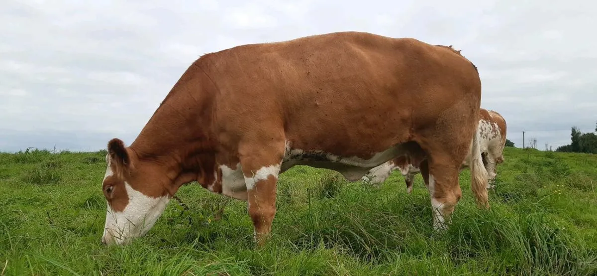 Pbr pedigree simmental cow⭐⭐⭐⭐⭐ - Image 4