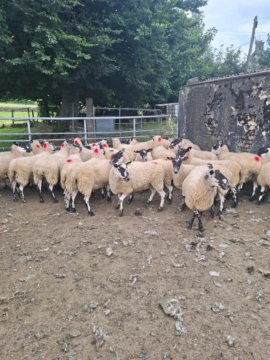 26 mule hoggets - Image 1