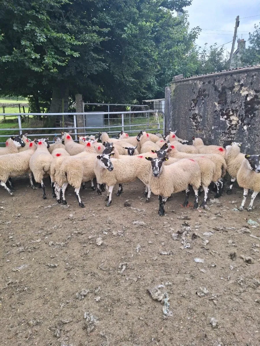 26 mule hoggets - Image 2