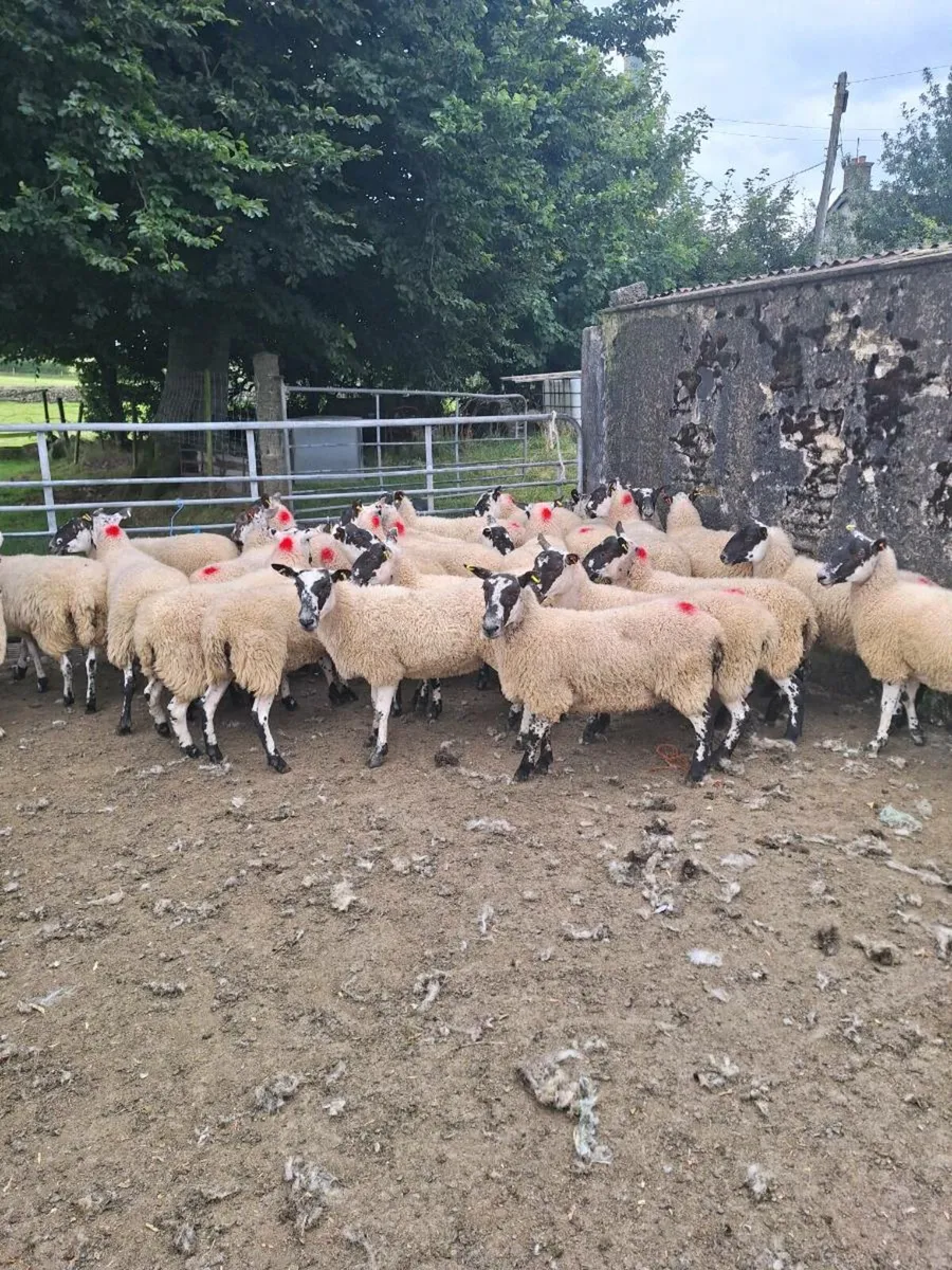 26 mule hoggets - Image 3